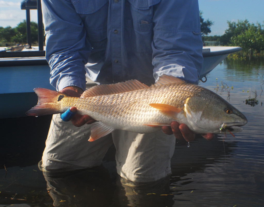 Nothing but fat bellies. With the high water, the fish were able to feed in areas they typically can't access. 