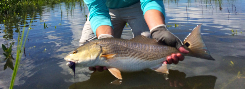 Another perfect Mosquito Lagoon Fall Redfish.